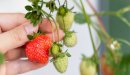طرق زراعة الفراولة