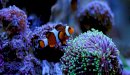 قصة فيلم Finding Nemo: شاهديه مع طفلك لقضاء وقت ممتع