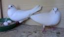 أكبر أنواع الحمام حجمًا
