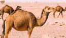 فوائد اكل سنام الجمل