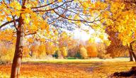 متى يبدأ الخريف