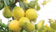 طريقة زراعة الليمون