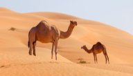 فوائد بول الإبل لمرضى السرطان، ما الحقيقة وما الأضرار؟