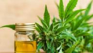ما حكم استخدام زيت الحشيش