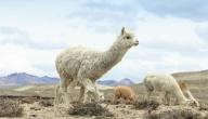 معلومات عن حيوان اللاما