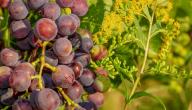 ماهي فوائد العنب