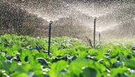 طرق ترشيد استهلاك المياه في الزراعة