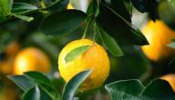 كيف يزرع الليمون في المنزل؟