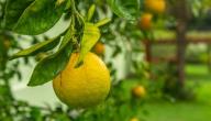 الاعتناء بشجرة الليمون