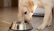 10 أكلات يمكنكِ تقديمها لكلبكِ من مطبخكِ