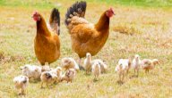 ما هي أفضل أنواع الدجاج للتربية؟