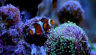 قصة فيلم Finding Nemo: شاهديه مع طفلك لقضاء وقت ممتع
