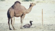 أضرار حليب الإبل على الحامل