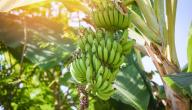 طريقة زراعة الموز