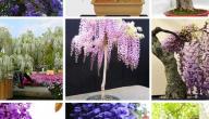 أسماء نباتات الزينة الخارجية
