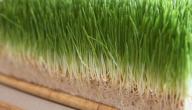فوائد الشعير المستنبت للانسان