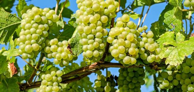فوائد العنب الاخضر للجنس