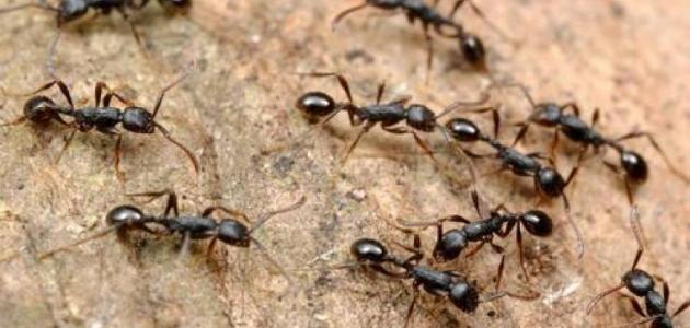 طريقة طرد النمل من المنزل