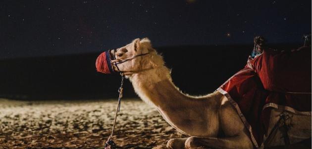 فوائد شحم الجمل للشعر