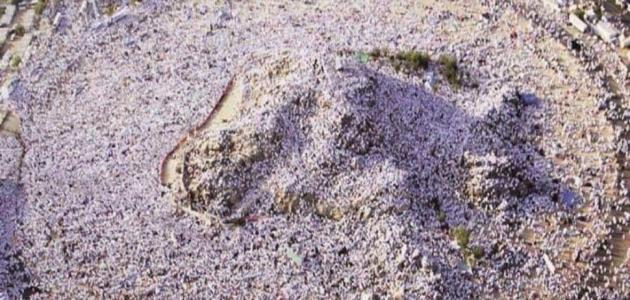 فوائد يوم عرفة
