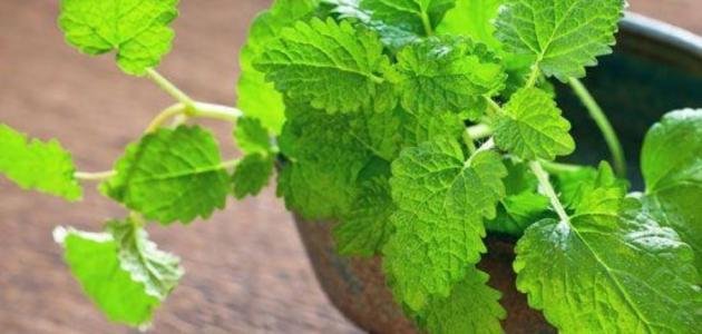علاج لين العظام عند الاطفال بالاعشاب