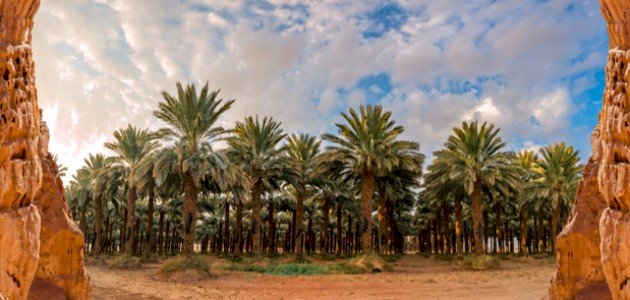 طرق زراعة النخيل