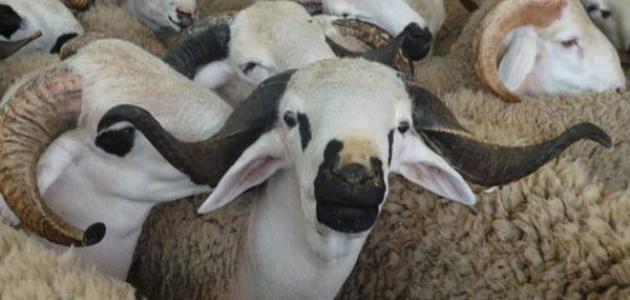 ما معنى عيد الاضحى