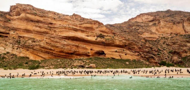 تعرّفي على غرائب وعجائب جزيرة سوقطرى اليمنية