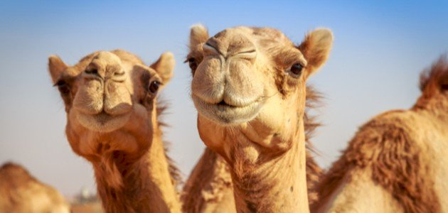 أين يعيش الجمل