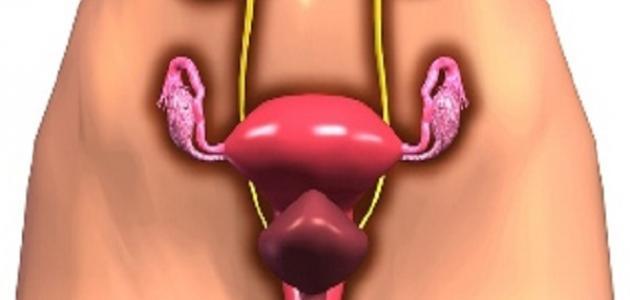 أشكال الرحم عند المرأة