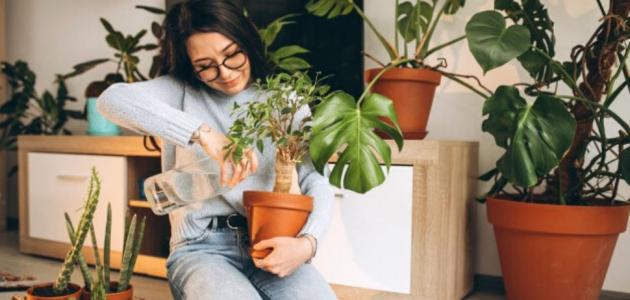 5 أفكار للحصول على الخصوصية في حديقتك المنزلية