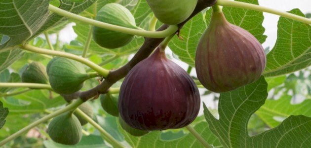 ما هو تفسير رؤية التين وأكله في المنام؟