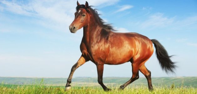 ما حكم ركوب الخيل للنساء؟