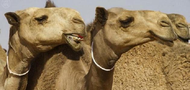 اسماء بنات نجدية
