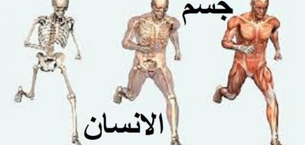 مم يتكون جسم الإنسان