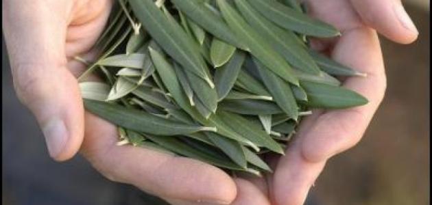 الضغط الدموي المرتفع وعلاجه بالاعشاب