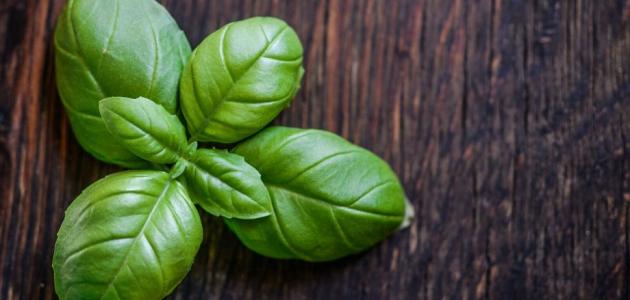 علاج نقص التروية الدماغية بالاعشاب