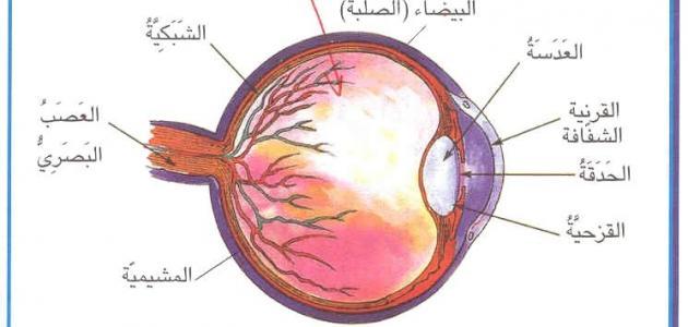 مما تتكون العين