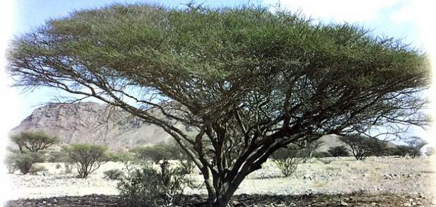 تعريف نبات السمر