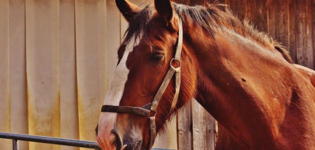 صفات الخيل العربي الأصيل