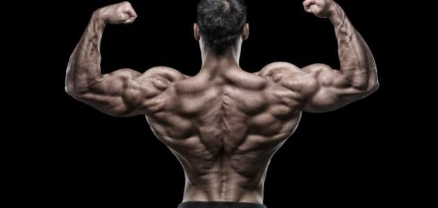 تمارين شد عضلات الظهر حياتك