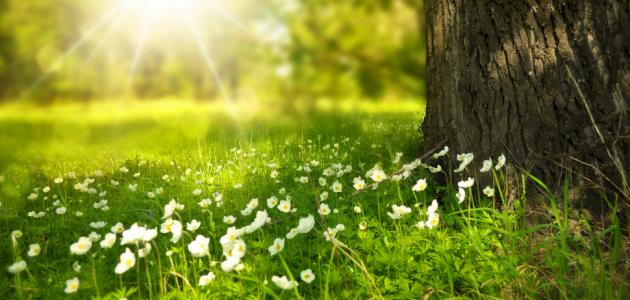 عدد خلقه وزنة عرشه ومداد كلماته