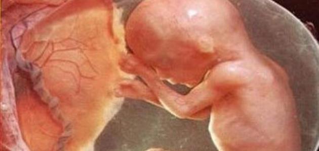 كيف يمكن معرفة نوع الجنين في الشهر الرابع