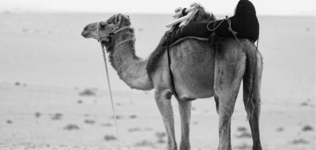 ما معنى الجمل في المنام