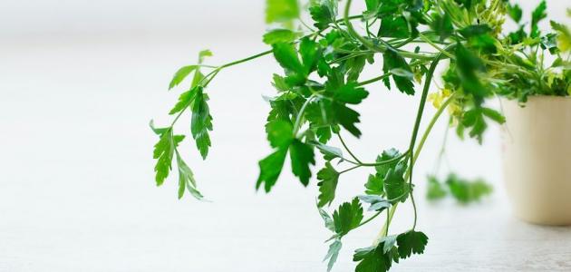 فوائد زيت البقدونس للشعر