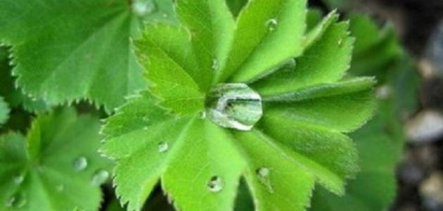 ما هي فوائد عشبة عباءة السيدة